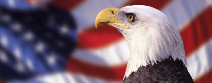 Picture of an American Bald Eagle in a highly focused state in front of an American flag as she watches a fly on the wall